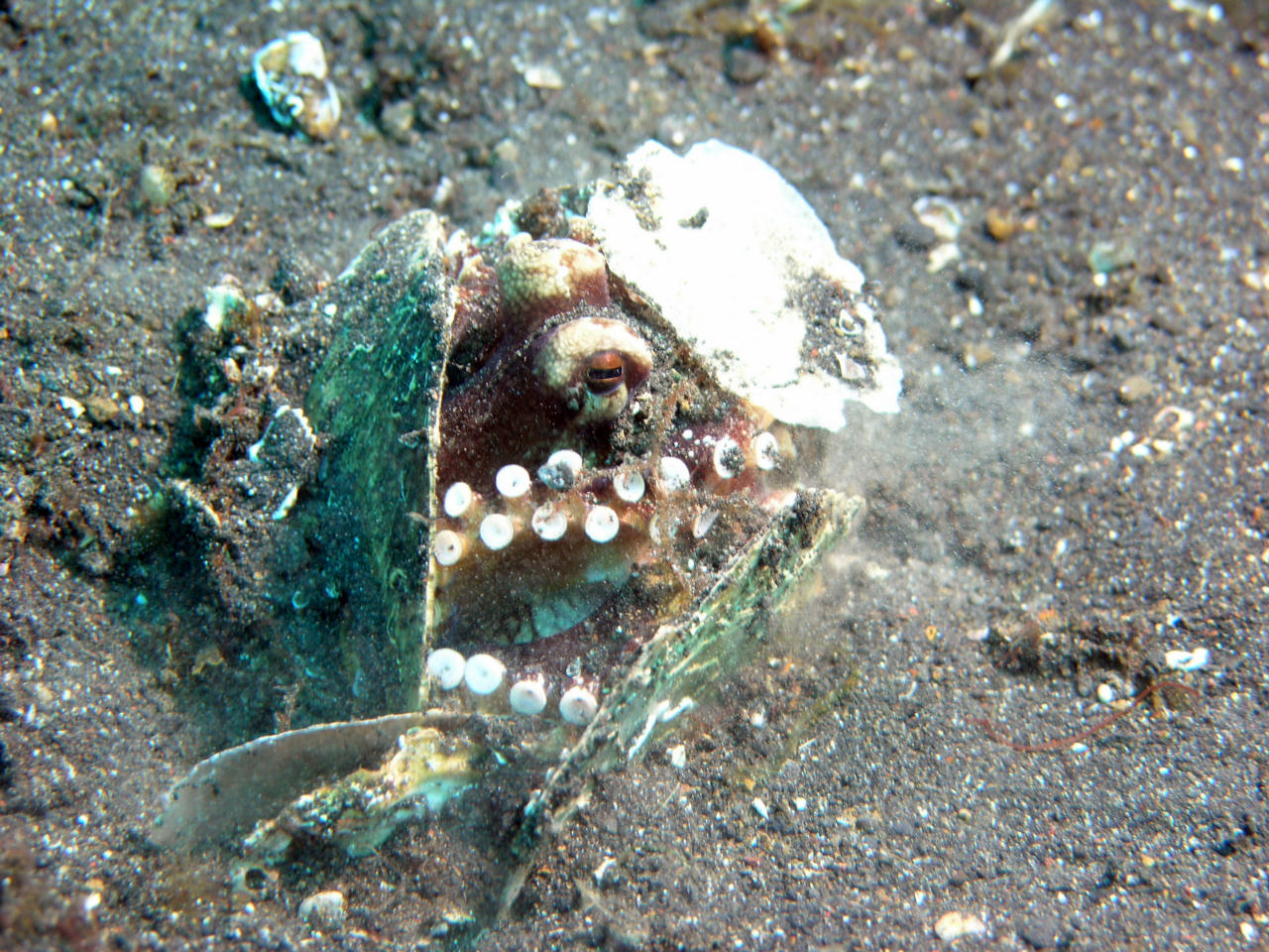 Octopus marginatus (Polpo delle noci di cocco)